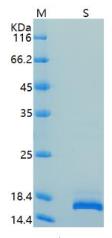 SDS-PAGE (ITGA5-078H).jpg